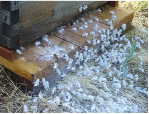 Honey bees coated in icing sugar are returned to the  hive entrance after sugar shaking. Image courtesy  of Randy Oliver, www.scientificbeekeeping.com.au