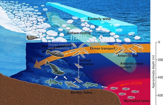 Japanese researchers equip seals with a CTD sensor to study water under ...