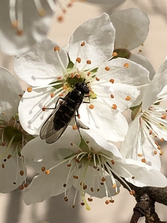 bee on blossom