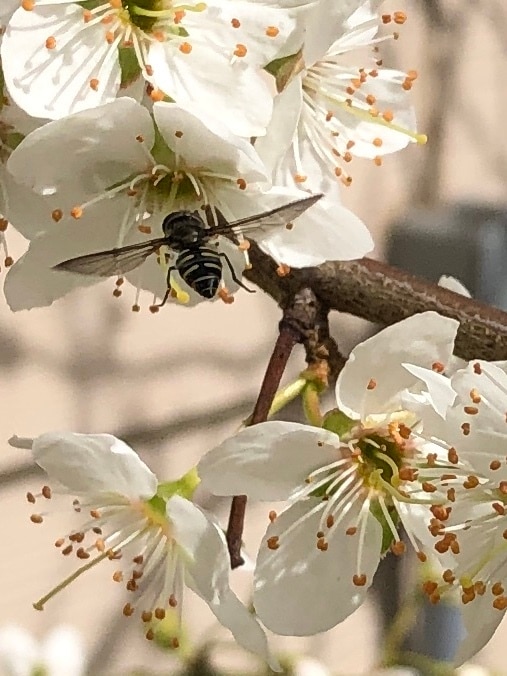 bee on plum blossom