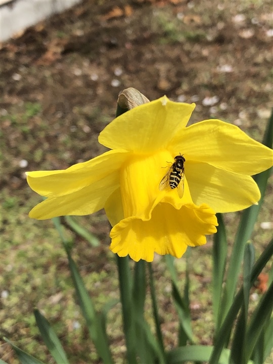 beelike insect on daffodil