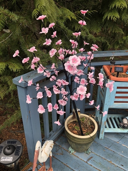 Blossom tree