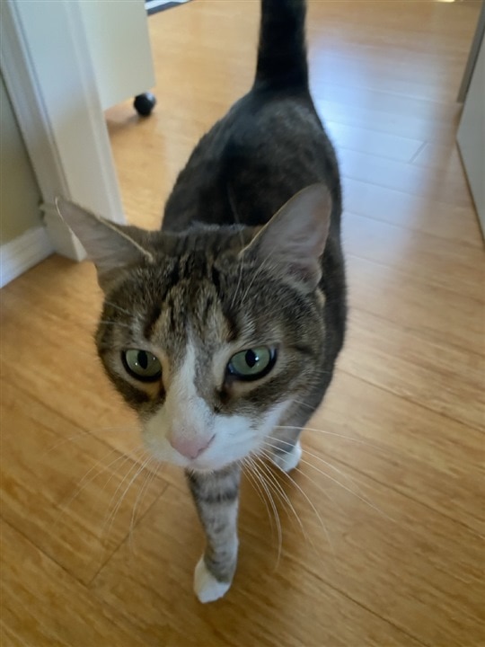 Unsuspecting Linus Cat